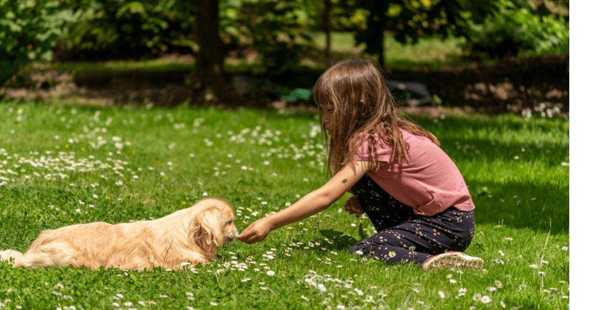 pet ownership disputes | Melbourne Family Lawyers